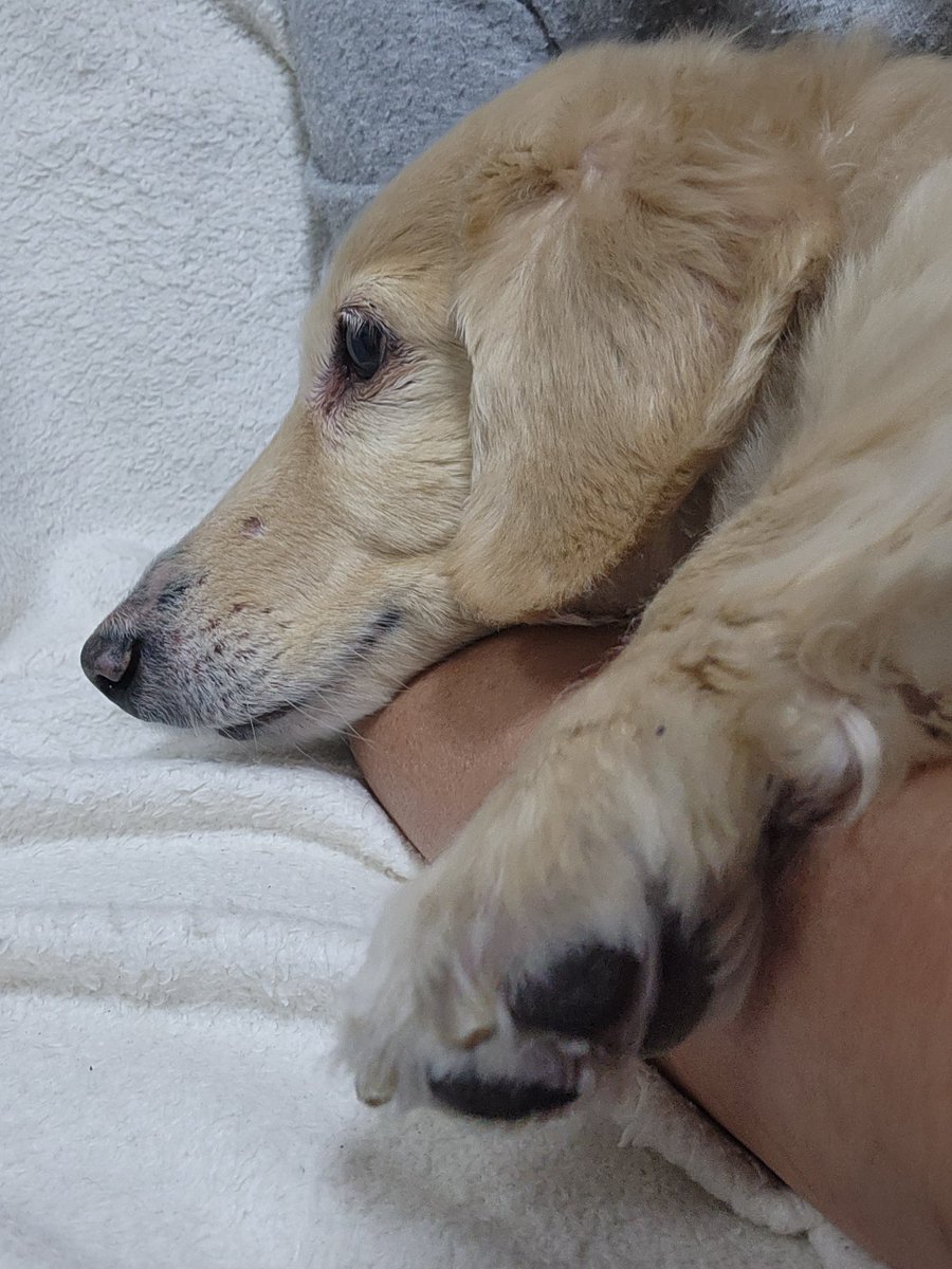 脱力、リラッ～クス🤣 #犬のいる幸せ #犬のいる暮らし