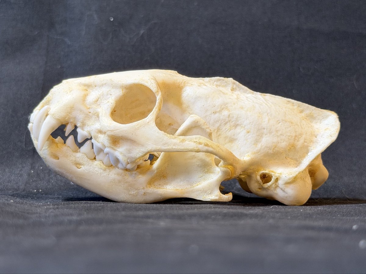 ジャワマングース頭骨 どこかミーアキャットに似ていると思って調べた