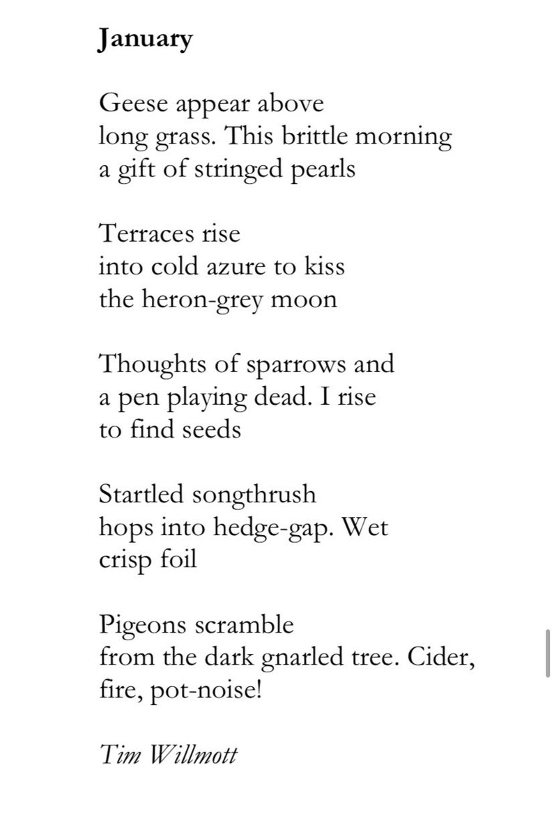 Black Bough Poetry / Barddoniaeth Y Gangen Ddu tweet media