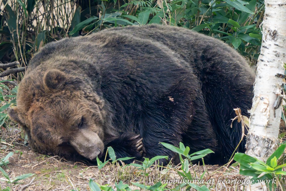 のぶクマ🐻C107 2日目 西あ-72b (西2) (@kumar0001) / Posts / X