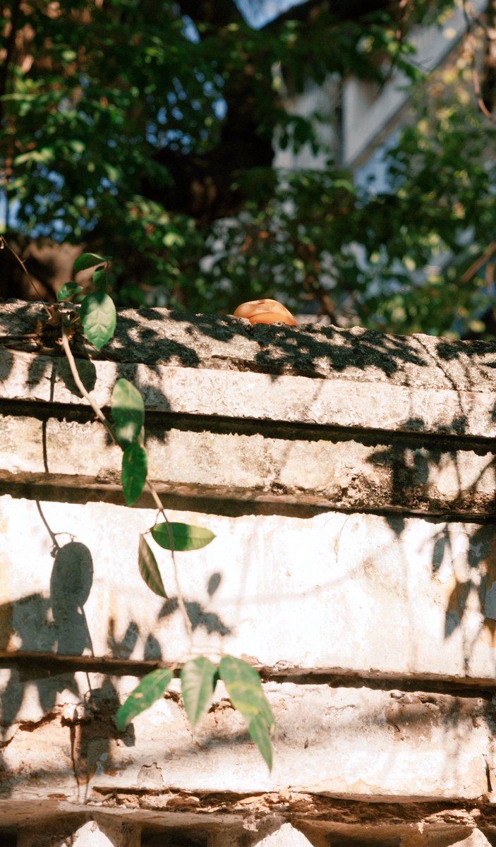 hellomy2024's tweet image. 在阳光很好的时候，只关注阳光
也关注你眼睛里树叶形状的光芒