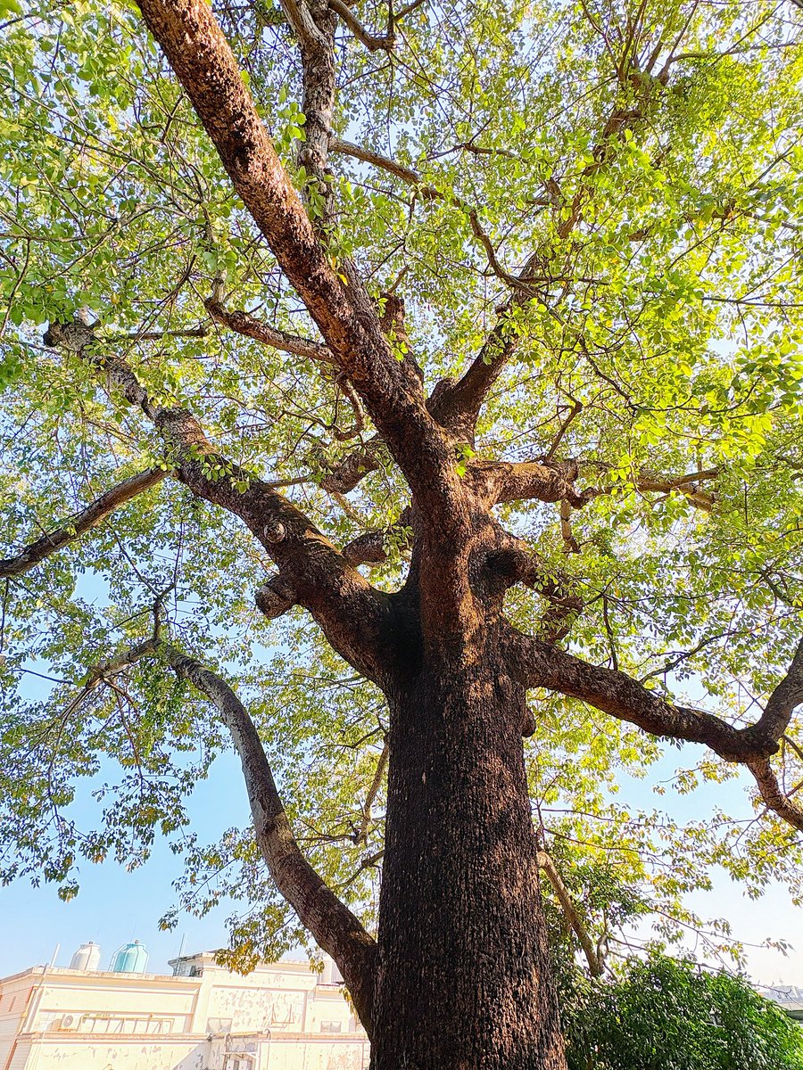 hellomy2024's tweet image. 在阳光很好的时候，只关注阳光
也关注你眼睛里树叶形状的光芒