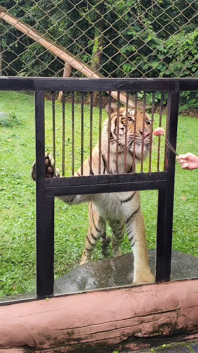 061495_ay's tweet image. gue cinta mati bgt sama harimau, ini kalo bisa di pelihara gw pelihara jir GEMESSSS BGT MAMAHHHH🥺🥺🥺🫰🏻