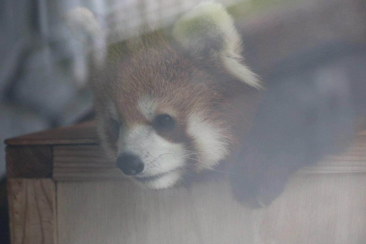 _takeman's tweet image. 250824 秋吉台サファリランド　優香
年明けですが、相変わらず去年からの時系列でとりあえず投稿していきます。
涼みユウカ。
#秋吉台サファリランド #レッサーパンダ #永遠のアイドルユウカ