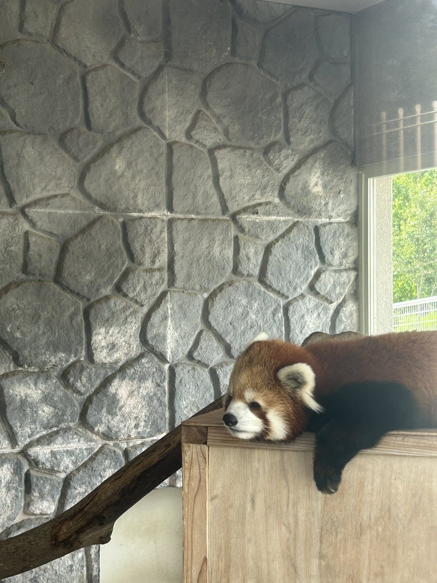 _takeman's tweet image. 250824 秋吉台サファリランド　優香
年明けですが、相変わらず去年からの時系列でとりあえず投稿していきます。
涼みユウカ。
#秋吉台サファリランド #レッサーパンダ #永遠のアイドルユウカ