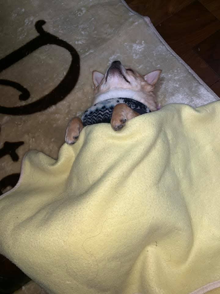 もう家の子は寝てます。服を着たまま