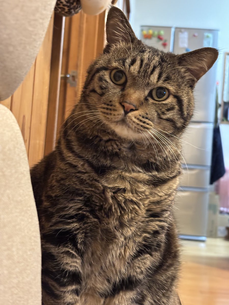 キジトラ虎三郎 (@TH82624015) / Posts / X