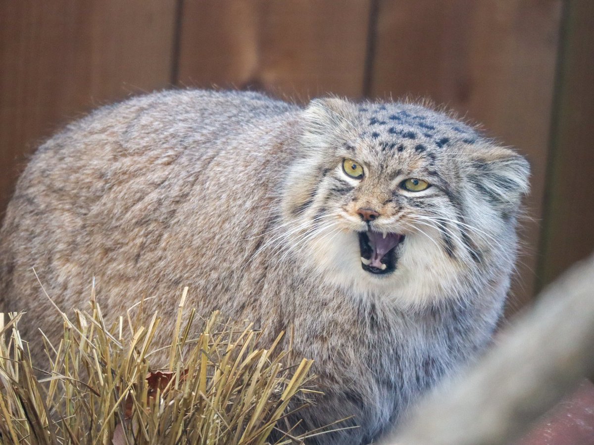 suna_manuru's tweet image. 今日のオリーヴァちゃん💕
📷:2026.1.3

#マヌルネコ #オリーヴァ #マヌルロック
#埼玉県こども動物自然公園 #SCZ
#manulcat #pallascat #pallasscat