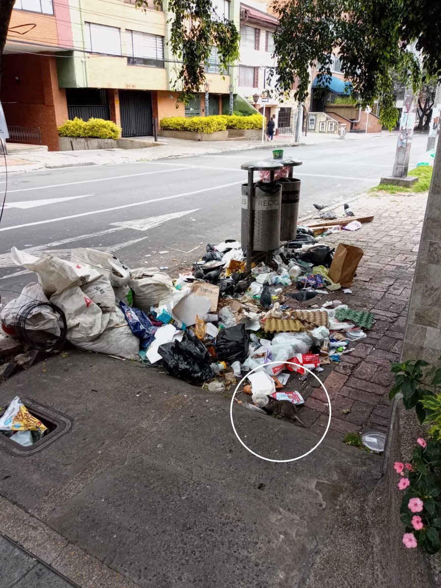 binnie_la's tweet image. Chapinero amanece nuevamente así cra 8 clle 65. De día con ratas que han atacado las mascotas @AnimalesBOG, escombros, basura que @Promoambiental_ no recoge. @AlcaldChapinero @cathe_ch @Ambientebogota solicito por derecho de peticion atención y retiro de esa caneca urgente.