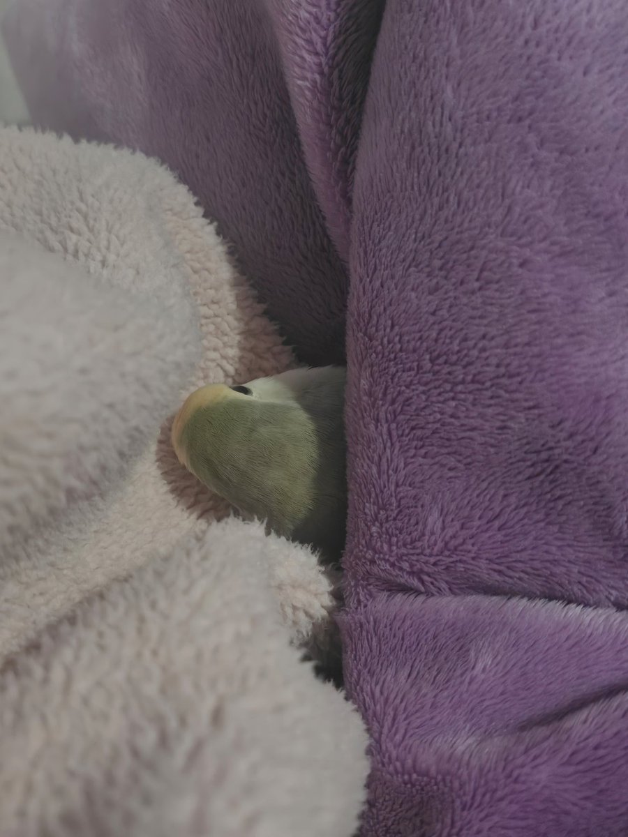 머하나 봤는데 이불 덮고 누워있음 ㅁㅊ ㅠㅠㅠ 짱귀