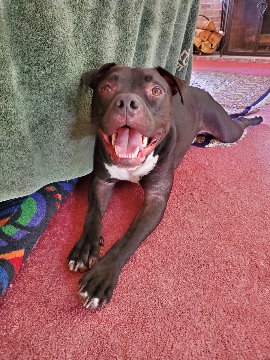 When I take Beau for a walk I keep him off of the streets to protect his paws, from salt, bring, chemicals and sand. We hope this blog we created for you on MyFourLeggedKids.Com will help you too.
myfourleggedkids.com/blog/protectin…