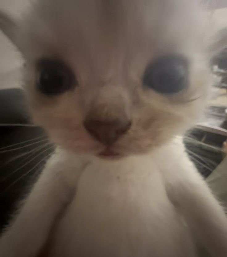 THIEFOFCODES's tweet image. ⠀
 ⠀
 goob morning
 ⠀
 ⠀