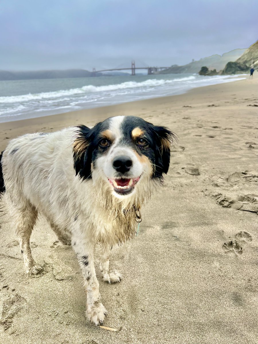 ABrittanyRescue's tweet photo. Dreaming of warmer days and the sand beneath your paws? Kosmo, ABR alum class of 2017, checked in from one of his favorite spots. Live vicariously and enjoy the view!
#BakerBeach #dogsofsanfrancisco #ABRAlumni https://t.co/efeQ3awSTx