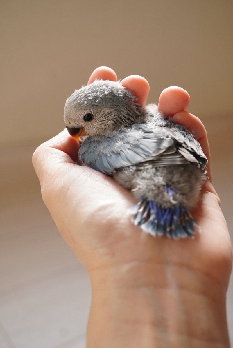 オーナー様募集中の
こざくらいんこ雛ちゃん
さし餌3回です😌🌸

#こざくらいんこ
#インコブリーダー