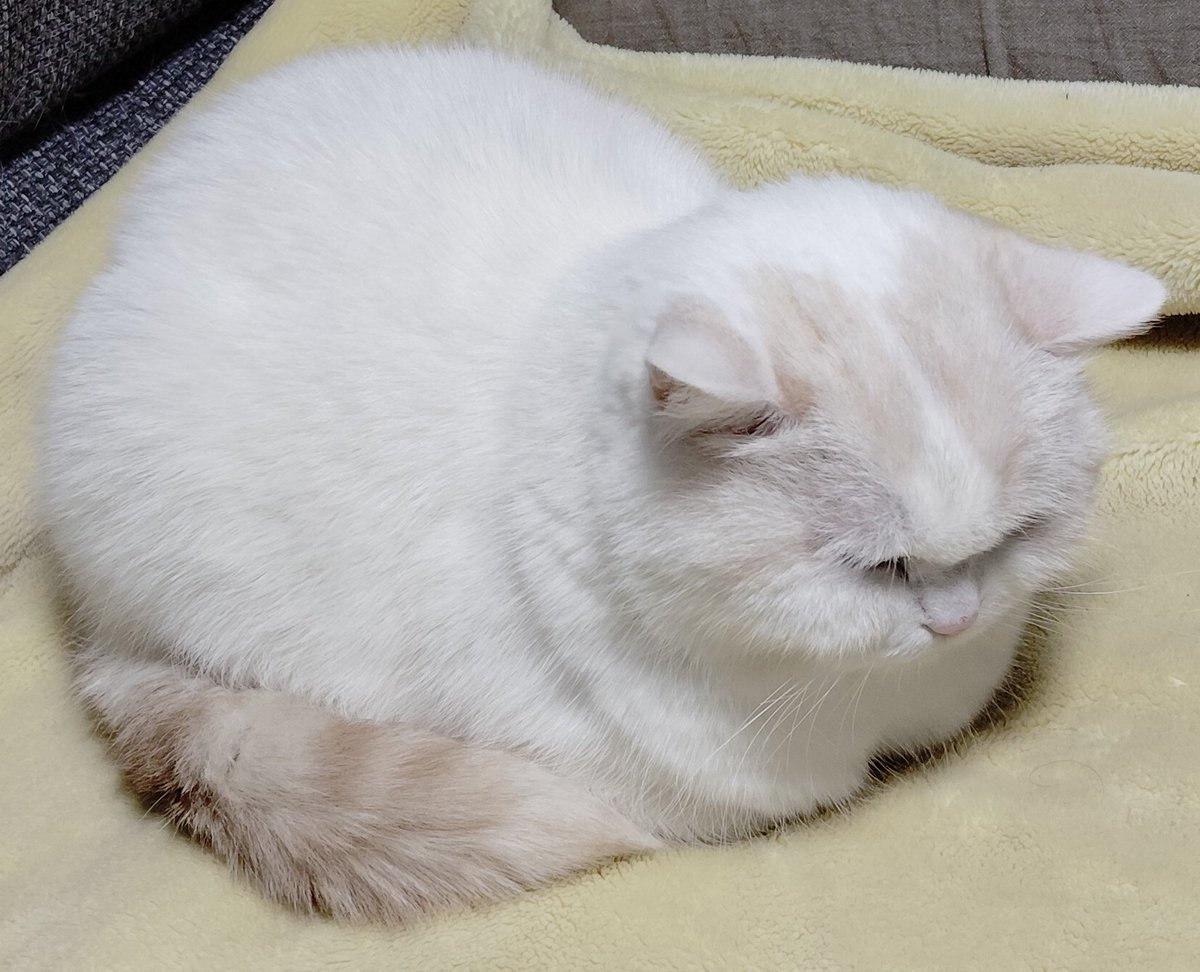 ふくちゃんページ 福ちゃん (@fukuchanwhite) on X