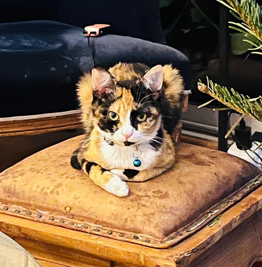 🟠 🐱 Chat perdu le 02/01/2026 à Paimpol (22500).
Race : Européen / Âge : 5 mois
Abysse / Femelle / Identifié(e) : Oui

☎️ 0603519179
📧  mguivarch@hotmail.com

#VigiPets #chatperdu #chattrouve #chat #perdu #trouve