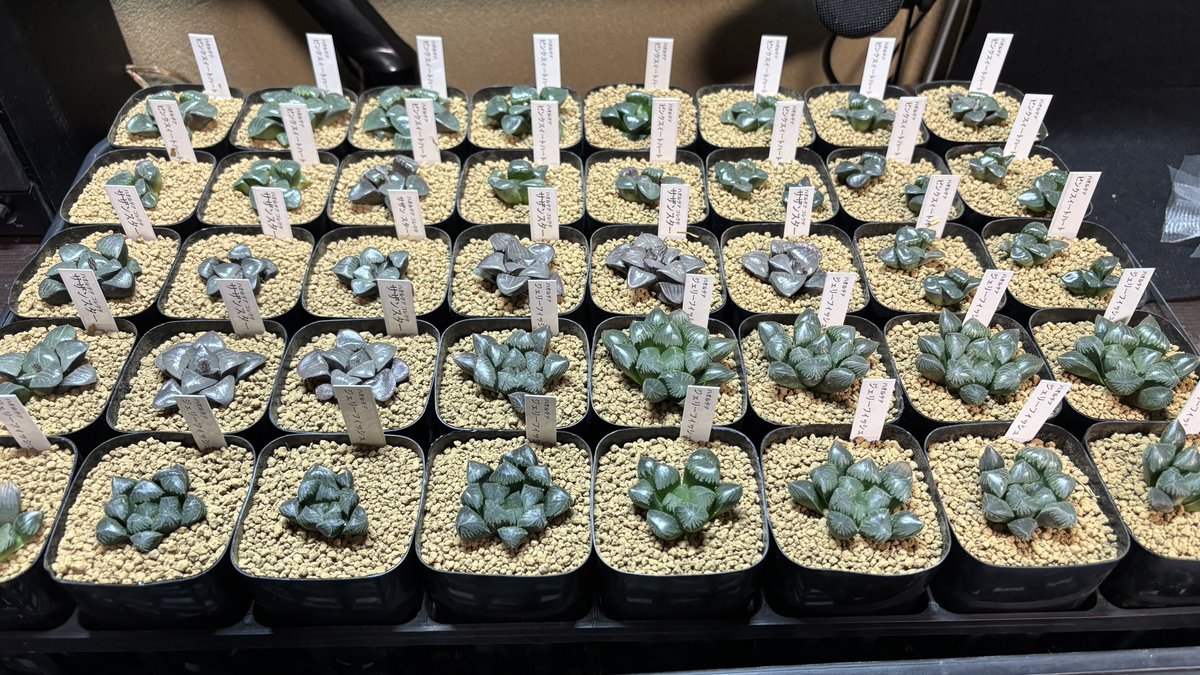 札付き♥️シムランス✕ラコロ✨ GreenBros (@GreenBros_2025) / Posts / X