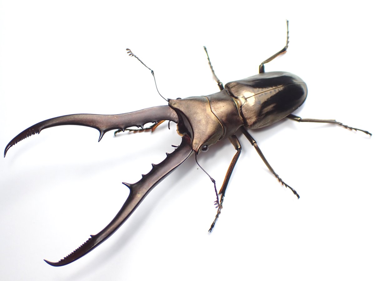 わたくわ (@watakuwa_1911) / Posts / X