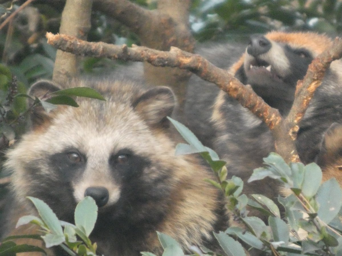 新年満月のたぬき山🎍🌕⛰ 4タヌ木🌳 ミホ♀＆2024年生まれの娘3匹が木