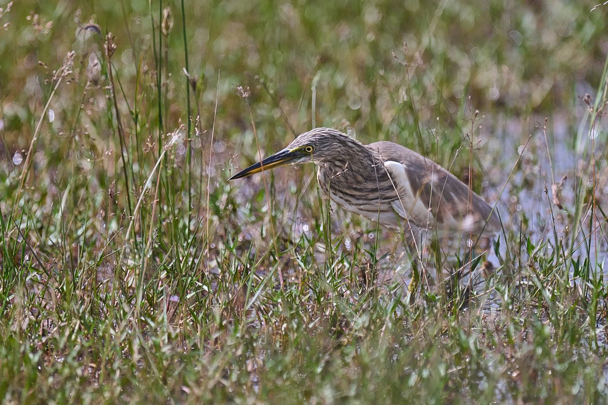 bownaankamal's tweet photo. Birds of India| Photos By @Bownaankamal
1) Gray Heron | Wilpattu | Sri Lanka
2) Indian pond heron | Wilpattu | Sri Lanka
3) Jungle nightjar | Wilpattu | Sri Lanka
.
.
#bbcearth #mynikonlife #tufotonatgeo #yesbbcearth #ornithology https://t.co/fDFYY4tcqv