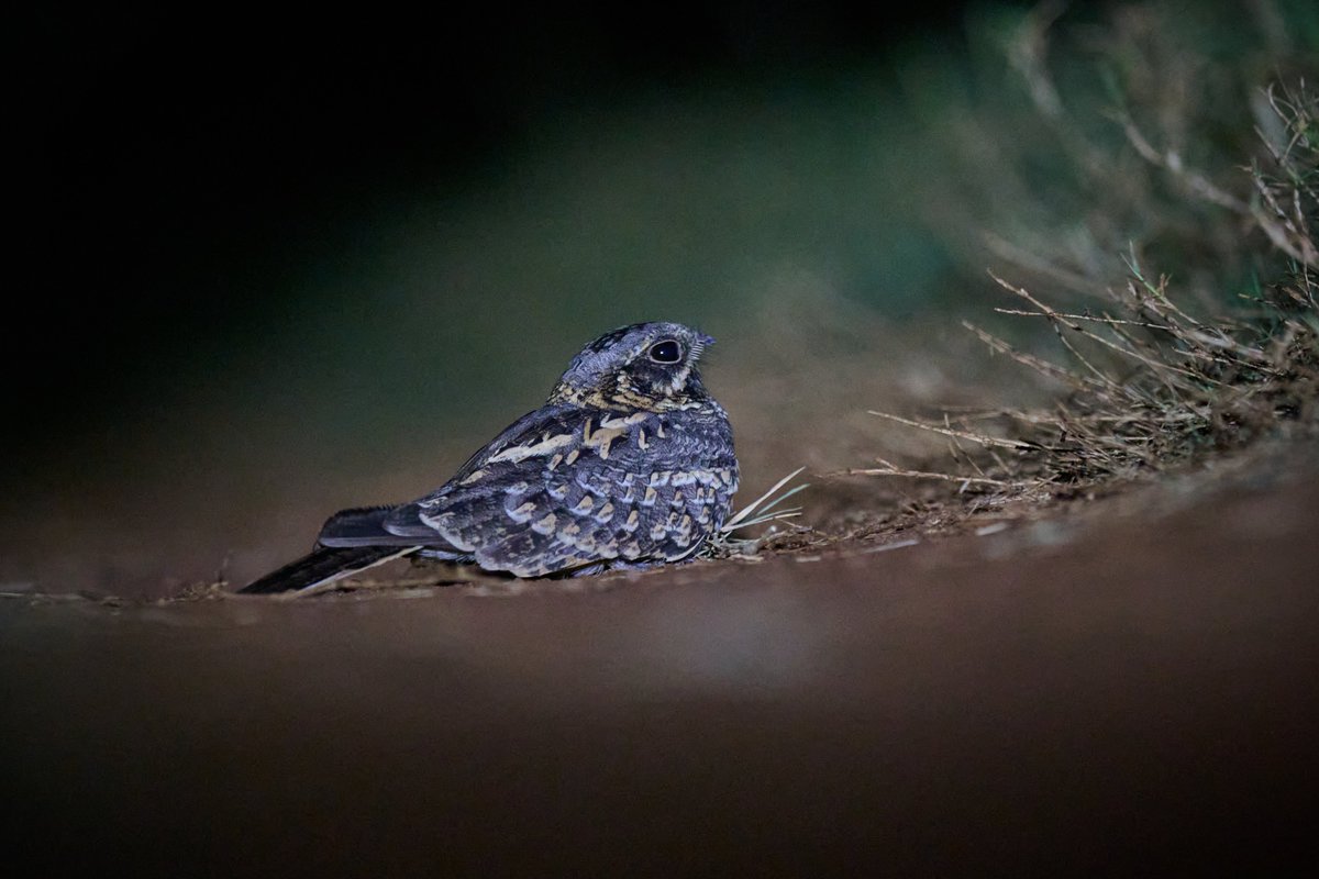 bownaankamal's tweet photo. Birds of India| Photos By @Bownaankamal
1) Gray Heron | Wilpattu | Sri Lanka
2) Indian pond heron | Wilpattu | Sri Lanka
3) Jungle nightjar | Wilpattu | Sri Lanka
.
.
#bbcearth #mynikonlife #tufotonatgeo #yesbbcearth #ornithology https://t.co/fDFYY4tcqv