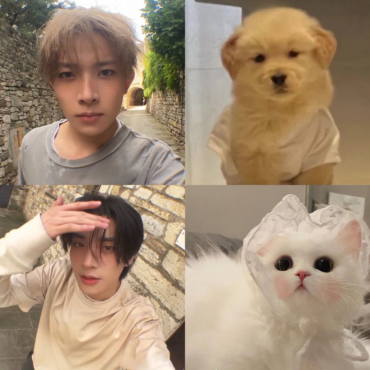 memiiichan's tweet image. ม๋ามอมกับแมวตาแป๋ว