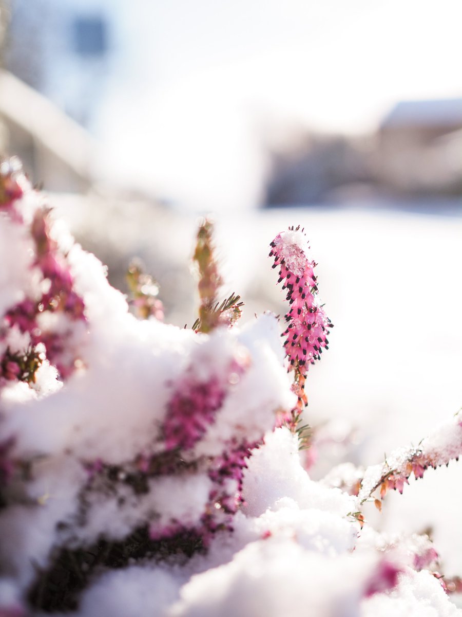 Petite balade de 5km a la campagne sur la neige (a defaut de pouvoir rouler...) #seinemaritime #rouen