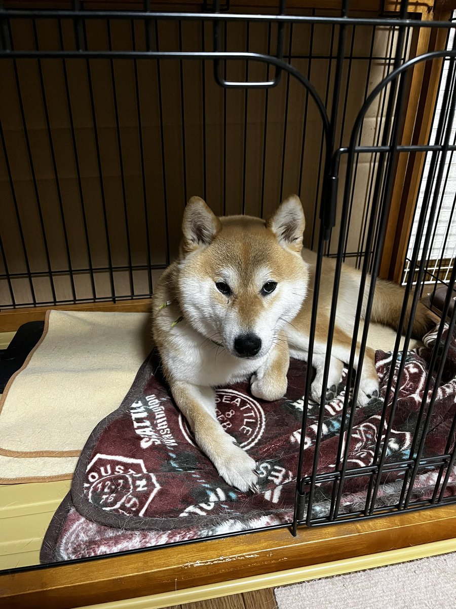 柴犬こめ1歳 (@shibainukome) / Posts and Replies / X