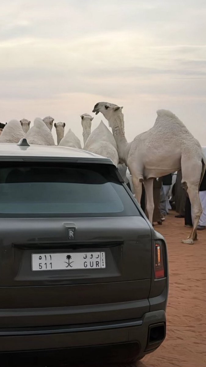 _23f's tweet image. لو يعبثون الأوادم بـ الحكي والكلام 
فرديةً " عتيبة الهيلا " مااافيها عبث

#نخبة_السلطه 
 #شلفا_ولي_العهد_الوضح