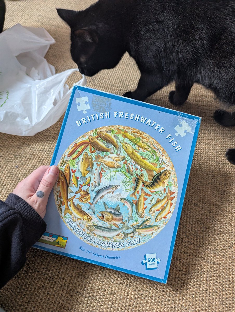 jazz harbord ✨ tweet media