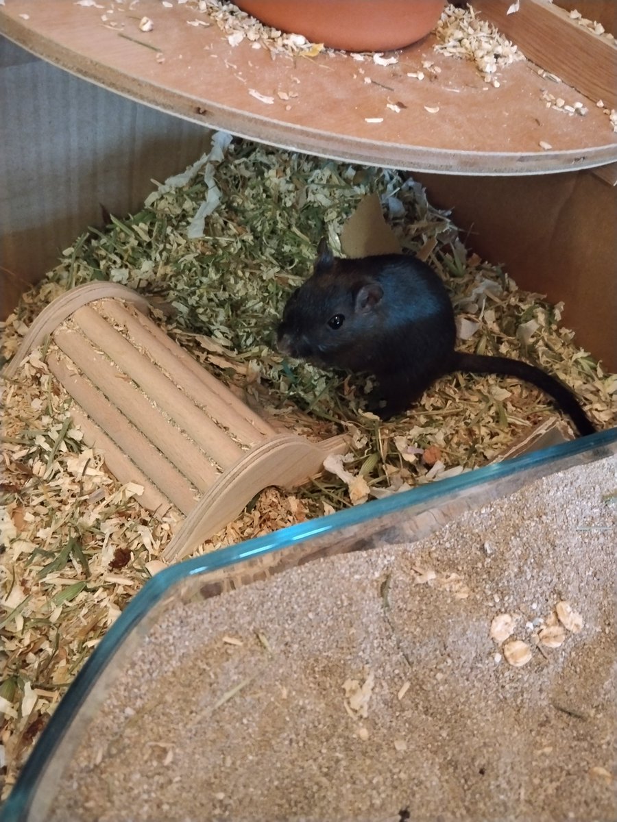 Mouett.exe rieuse tweet media