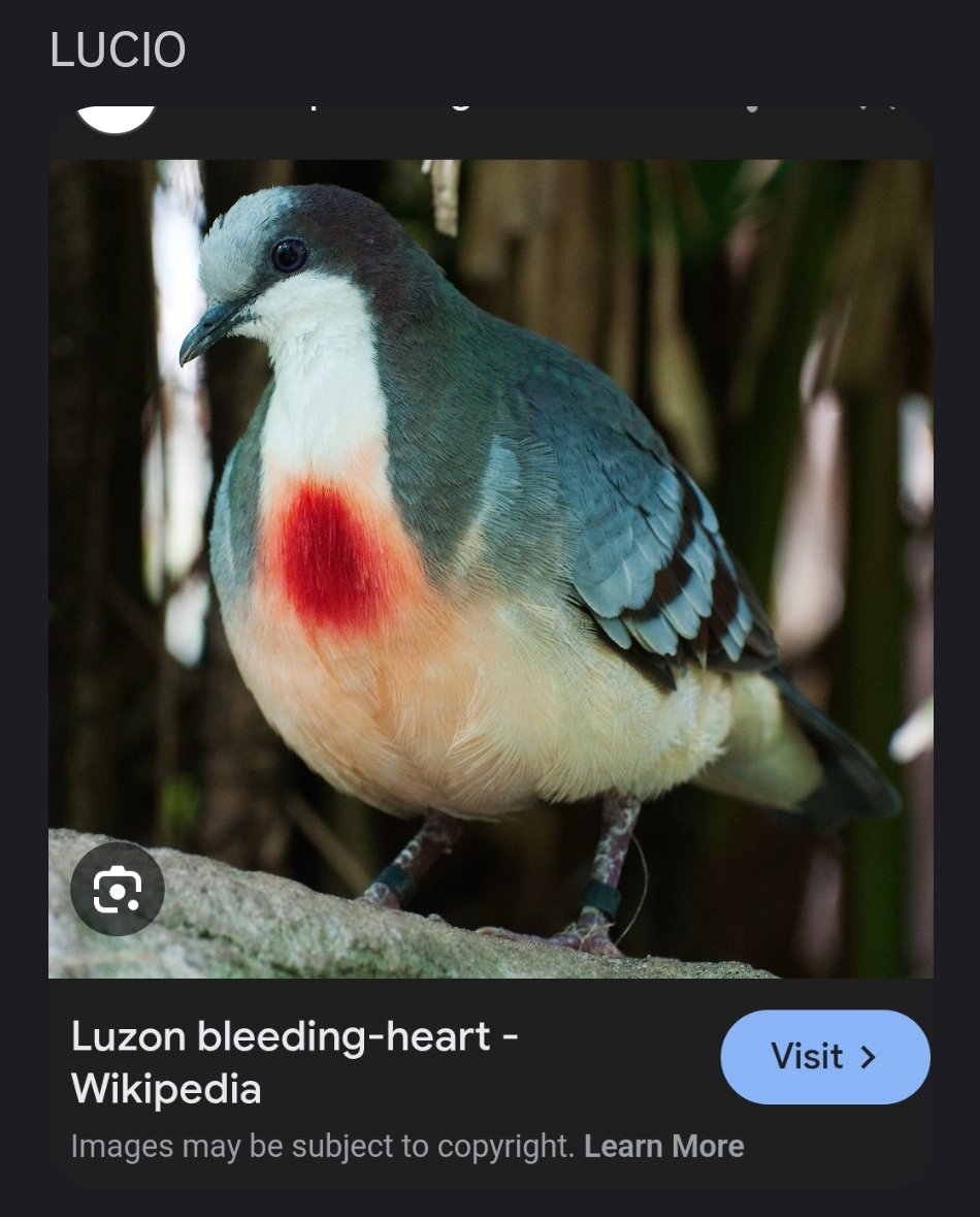 dreamingsheeep's tweet photo. lucio is bleeding heart dove @tinyltiny is very genius https://t.co/lhQkRIMU71