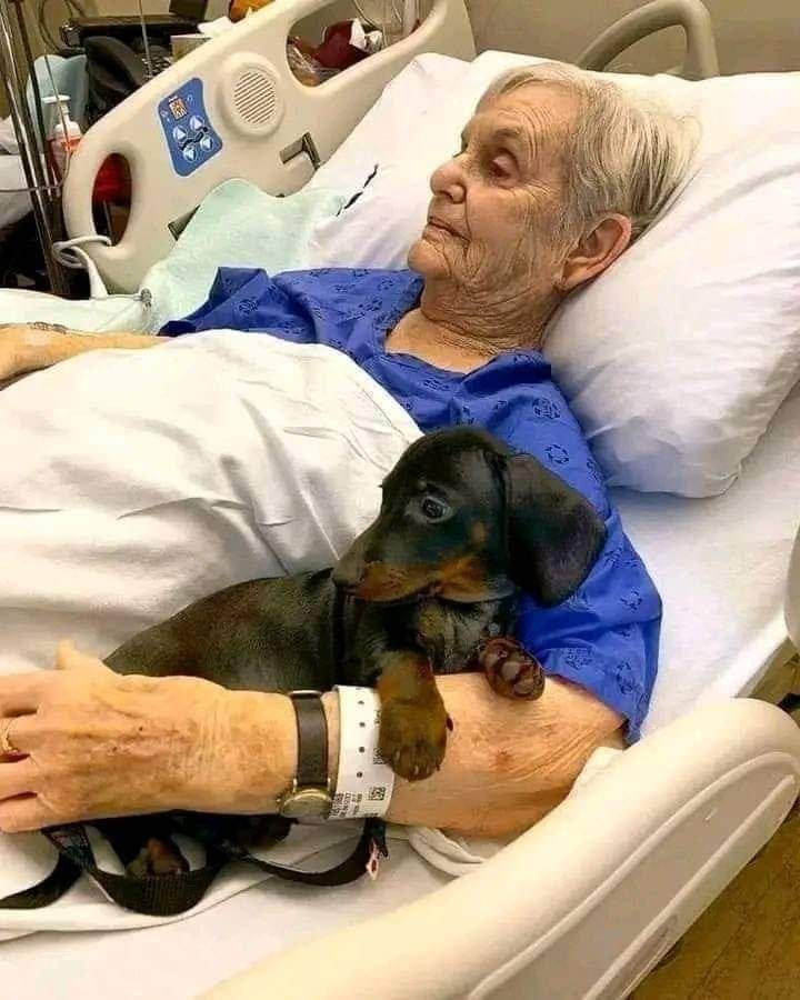 Dog Lovers tweet media