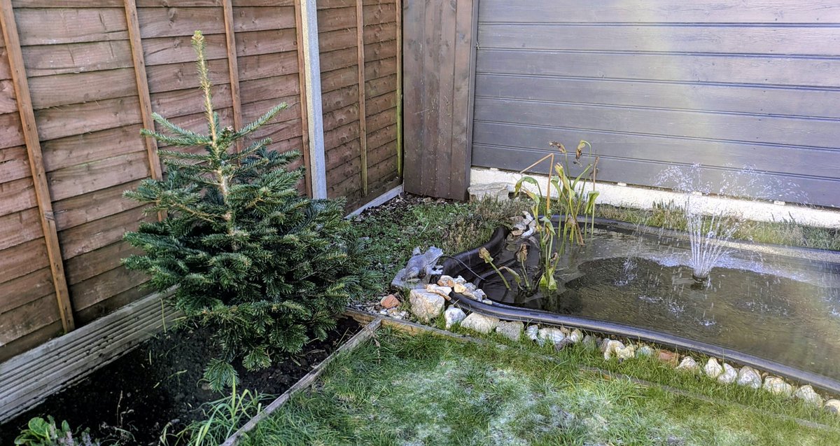 And Christmas is over. Wonder if my tree-with-roots will make it to next December 🤔