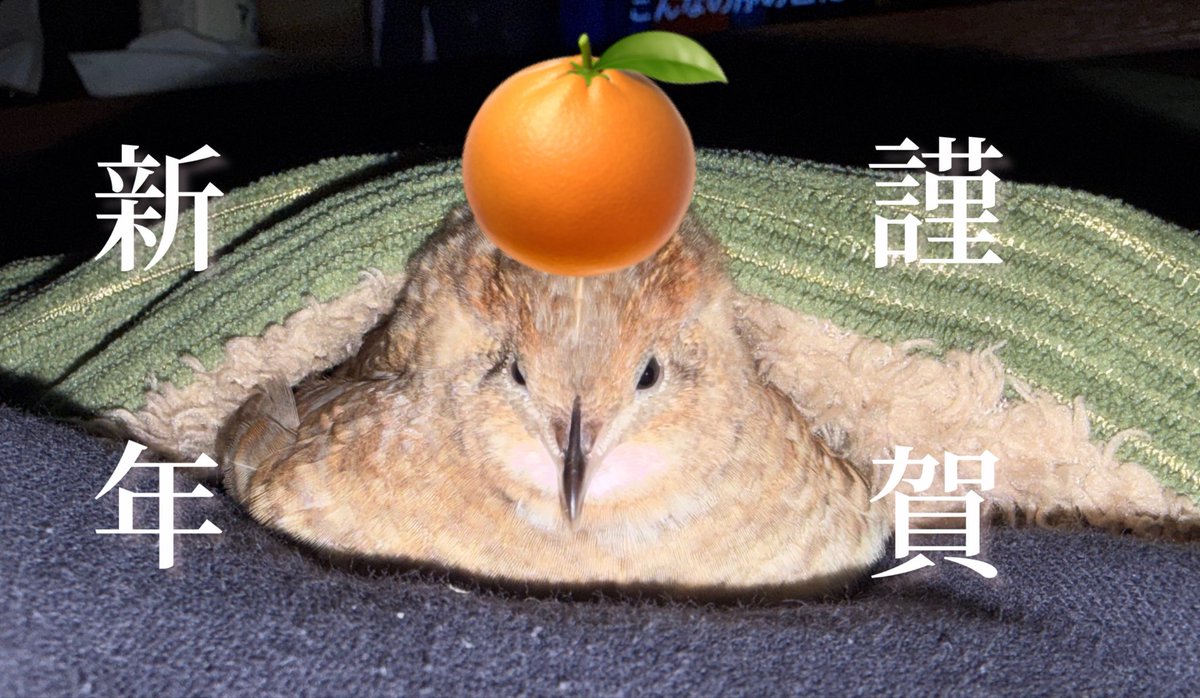 ポポチョロ🐦💨 (@1b4fc39ec9e04d3) / Posts / X