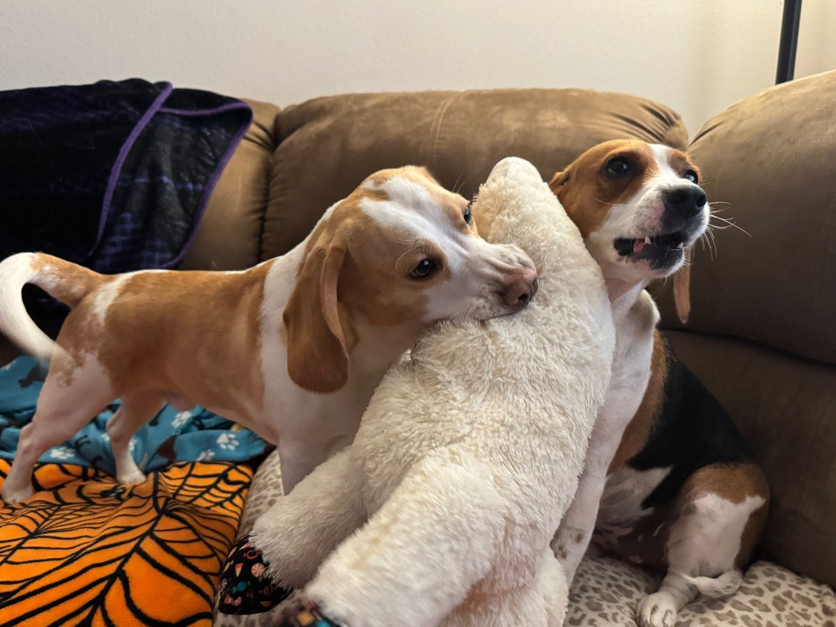 We hypothesize that double the #beagles results in double the trouble but an exponential increase in love and laughter. #beaglefacts

📷 <a href="/Willow_Jaxin/">Willow and Jaxin Beagle</a> / Twitter