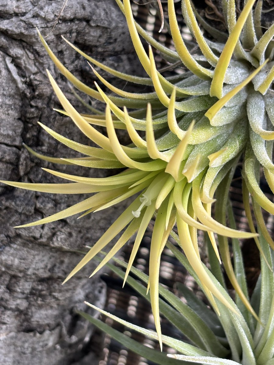明けましておめでとうございます。
T.ionantha 白花　たゆみま