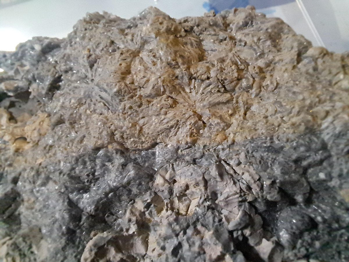 拾った謎の石 謎石