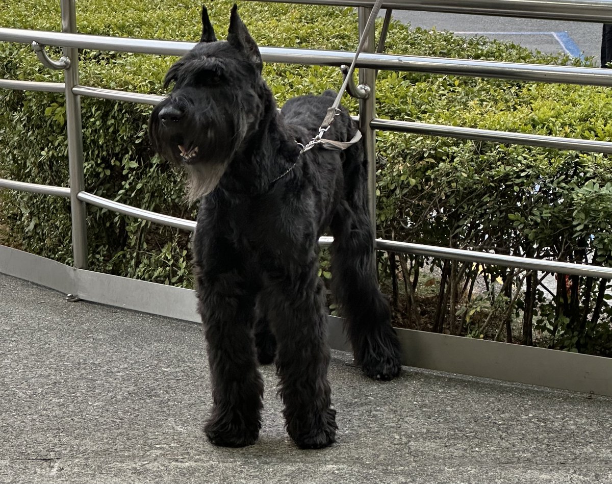 BlackShibalnu's tweet photo. https://t.co/6pN8aCoGPg
