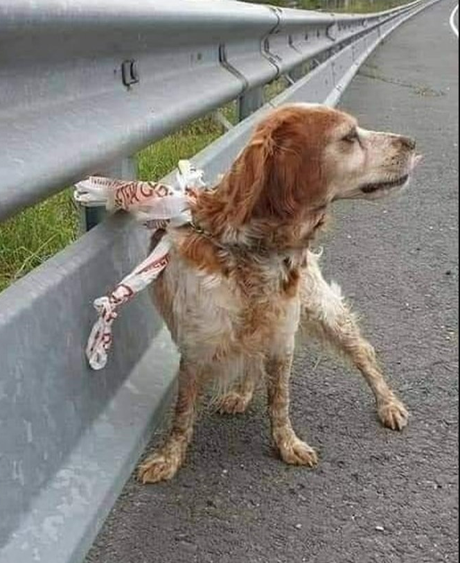 I wonder where they find the courage. What part of their dark conscience allows them to look into their dog’s eyes, call him with a gentle voice, and say “let’s go for a ride,” knowing he will follow with a wagging tail full of trust and joy.

The dog climbs in, believing it is