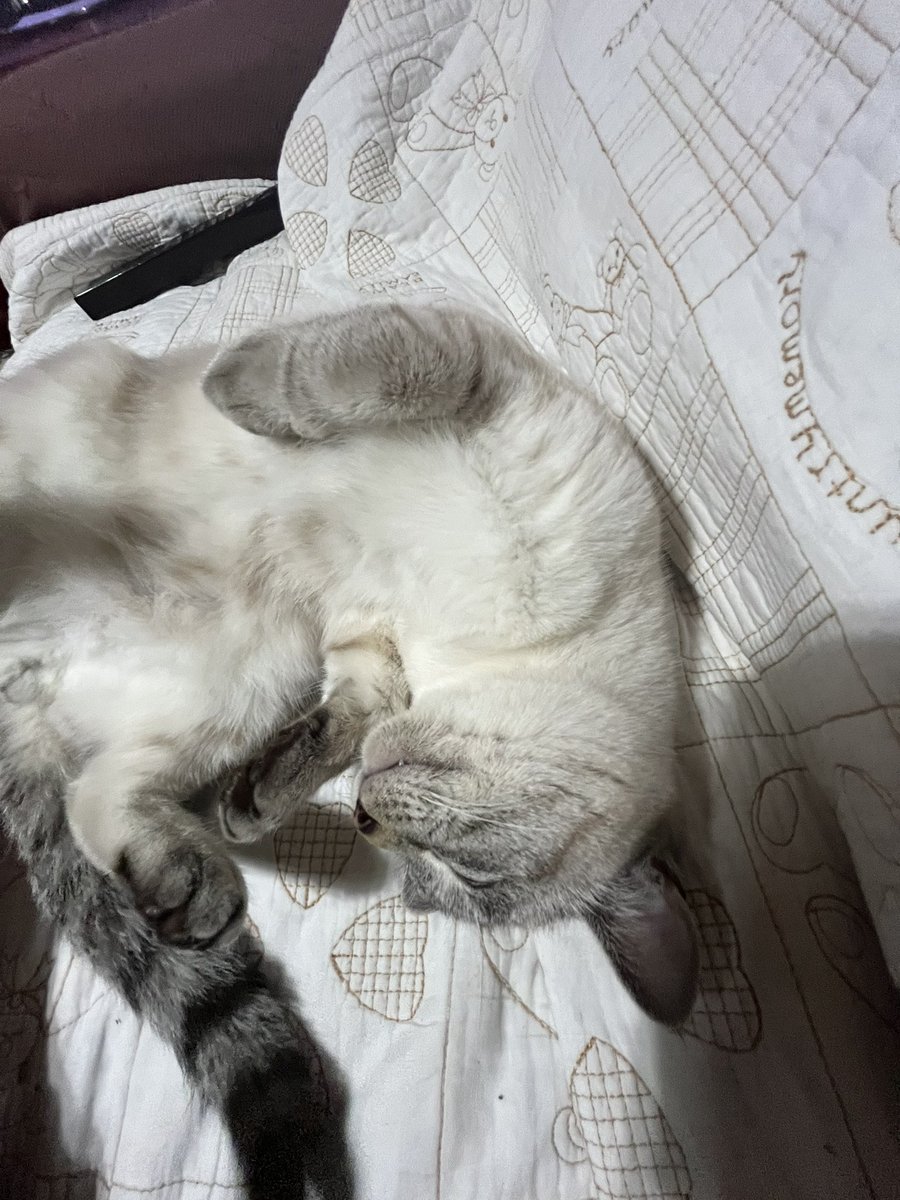 choco__cham's tweet photo. 猫が好きです https://t.co/kSNLWmX9UN