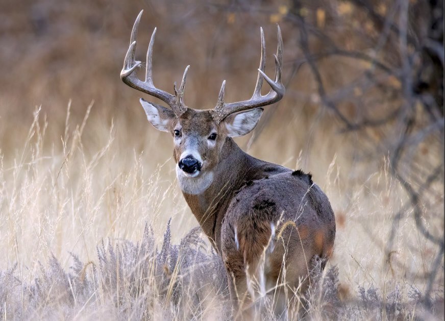 Ohio Bucks tweet media