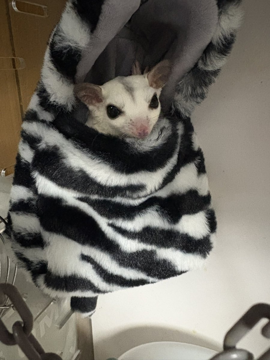 jin_leopa's tweet photo. あけましておめでとうございます
キリッとメロちゃん https://t.co/WPkNJxsrLk