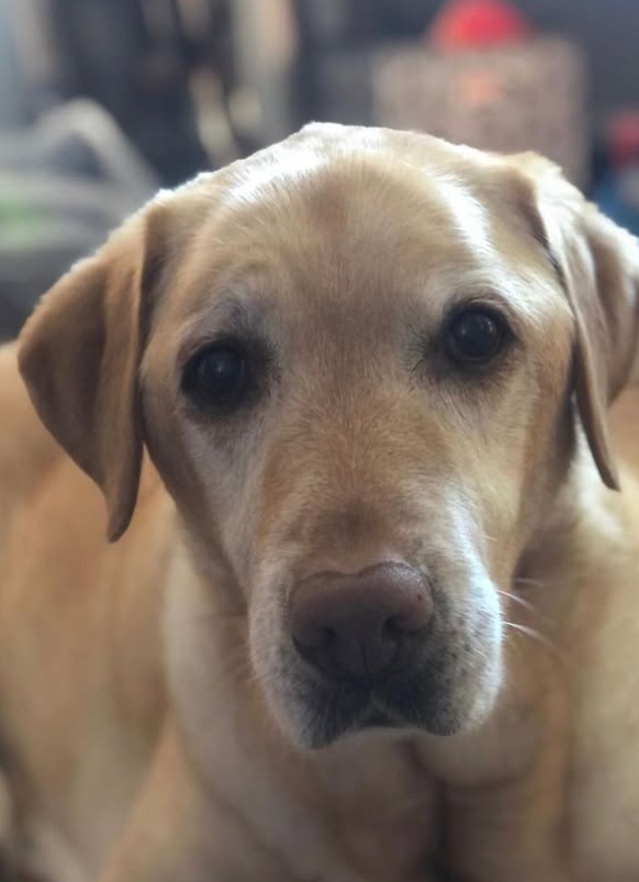 LT18HS16's tweet image. Ruth on IG 💔:  Brit beau.
Heartbreakingly we had to have Brit put to sleep yesterday.
For 13years she has been the most perfect girl. The best gift Liam ever got me: ‘if I win the Brit shall we get Dad to agree to a dog named Brit?’
Brit has been there through the most important…