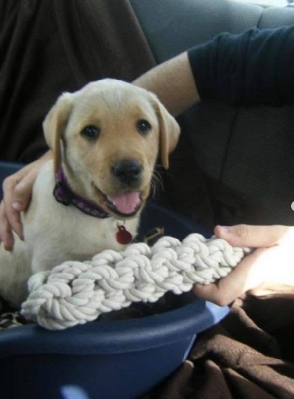 LT18HS16's tweet image. Ruth on IG 💔:  Brit beau.
Heartbreakingly we had to have Brit put to sleep yesterday.
For 13years she has been the most perfect girl. The best gift Liam ever got me: ‘if I win the Brit shall we get Dad to agree to a dog named Brit?’
Brit has been there through the most important…