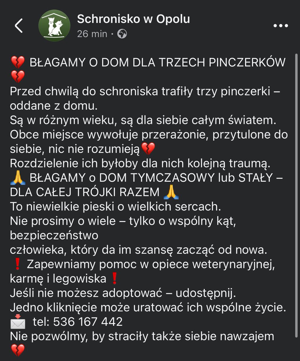 💔 DOM DLA TRZECH PINCZERKÓW 💔
Do schroniska trafiły trzy pinczerki – oddane z domu.
Obce miejsce wywołuje przerażonie, przytulone do siebie, nic nie rozumieją, potrzebny wspólny dom💔
Schronisko w Opolu
📩  tel: 536 167 442
Nie pozwólmy, by straciły także siebie nawzajem 💔