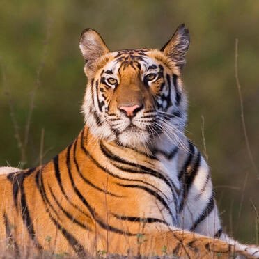 Tigers Den tweet media
