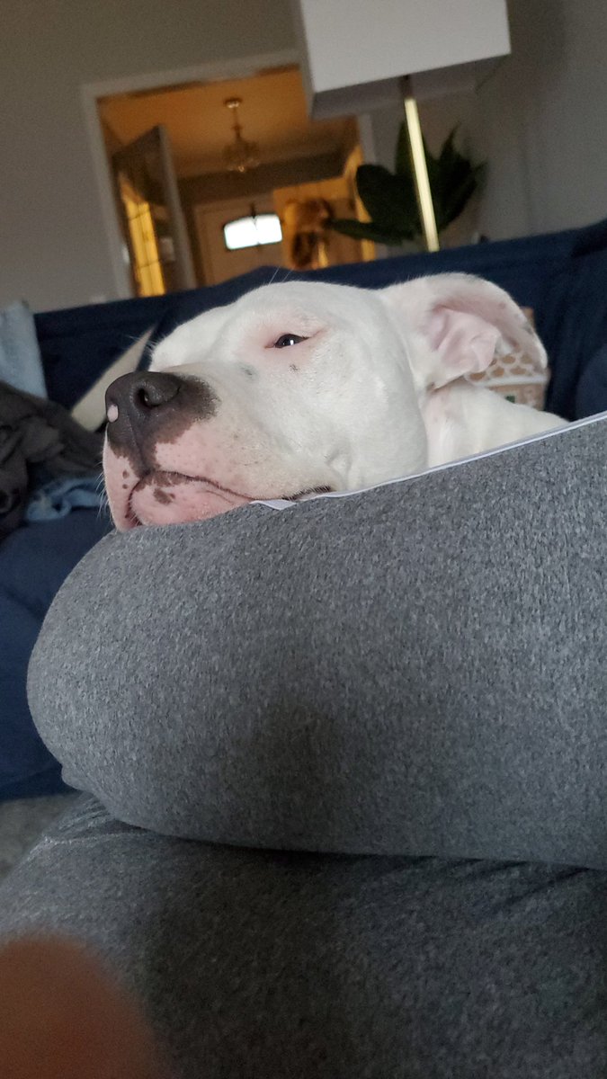 NightLightKnight tweet media