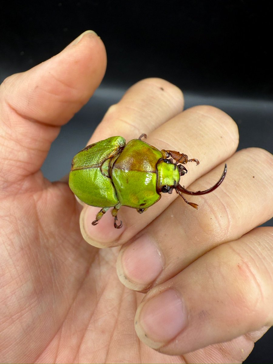 皮特玩自然 tweet media