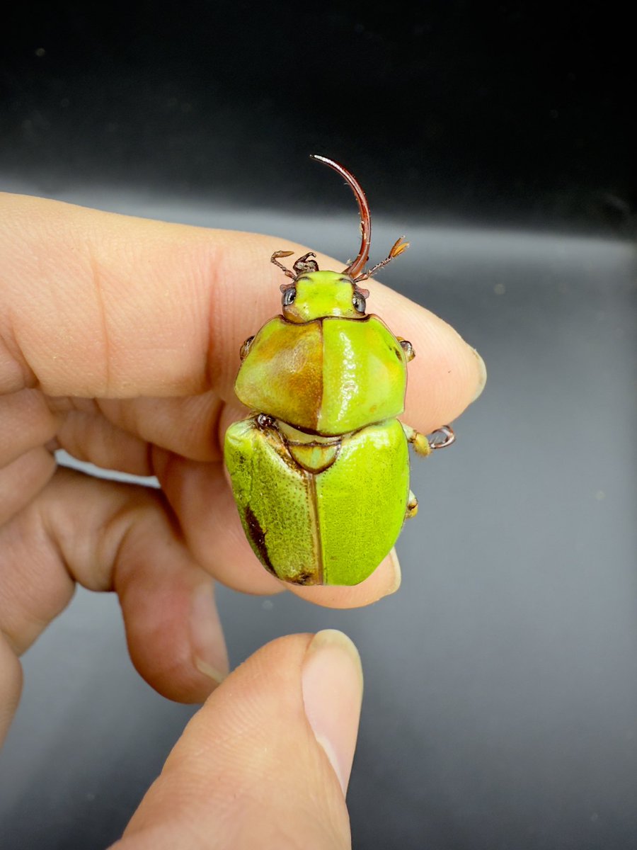 皮特玩自然 tweet media